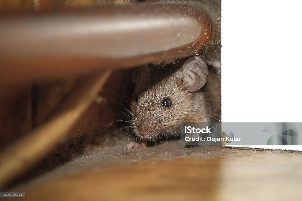 Mouse peeking out of the hole Close up shot of mouse peeking out of the dusty hole behind white furniture and under copper pipe.  One paw is raised up like he is greeting. Mouse - Animal Stock Photo