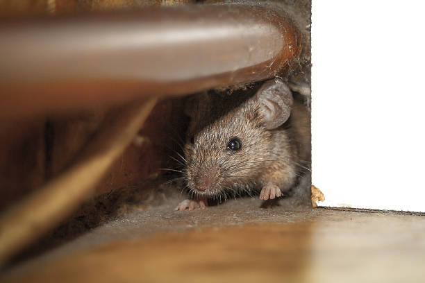 Mouse peeking out of the hole Close up shot of mouse peeking out of the dusty hole behind white furniture and under copper pipe.  One paw is raised up like he is greeting. pest stock pictures, royalty-free photos & images
