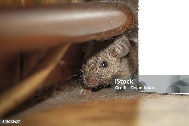 Mouse Peeking Out Of The Hole Stock Photo - Download Image Now - Mouse - Animal, Rat, Rodent