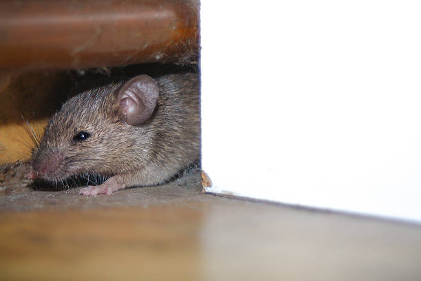 istock Mouse peeking out of the hole 525023437