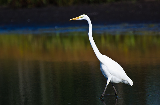 Great Egret Hunting for Fish in Autumn