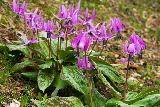 istock Japanese dog's tooth violet 525024836