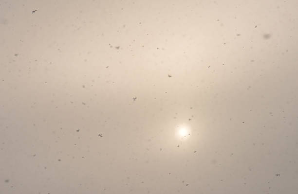 The sun in the snowfall