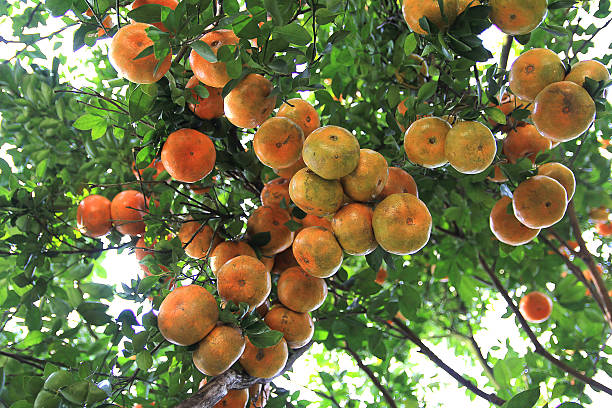 Tree branch laden with mature tangerines