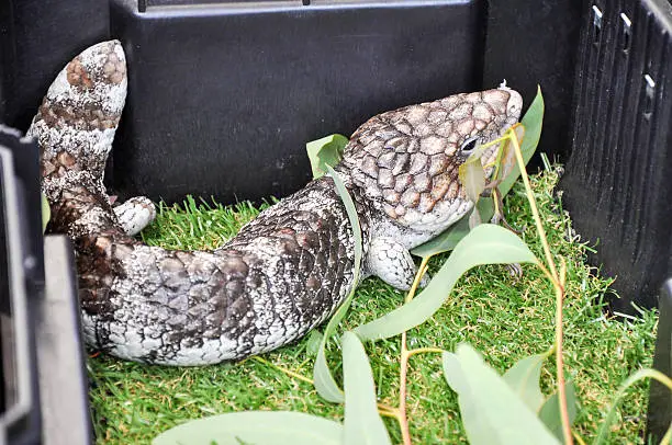 Stocky blue-tongue lizard with large scaly patterned skin on green grass in box.