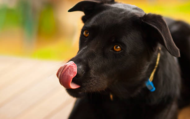 istock Cheeky black australian kelpie dog 525026200