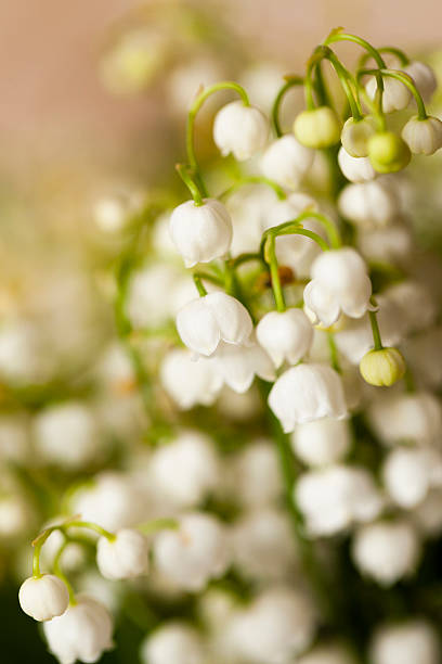istock Lily of the valley close-up 525026792