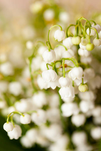 istock Flower lily of the valley 525027098