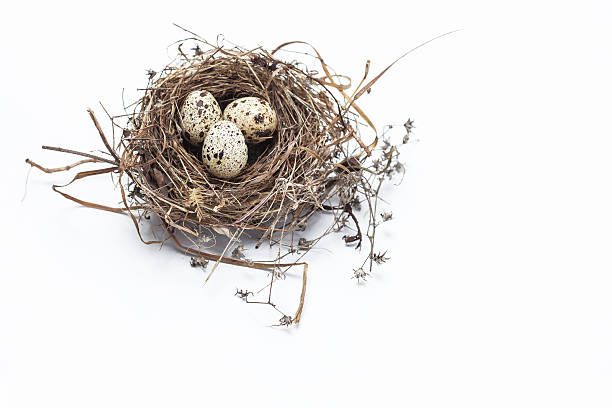 istock Real bird nest with eggs isolated on white background 525027472
