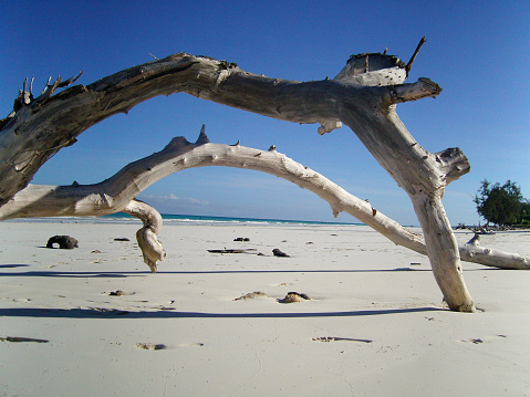 Driftwood a California beach