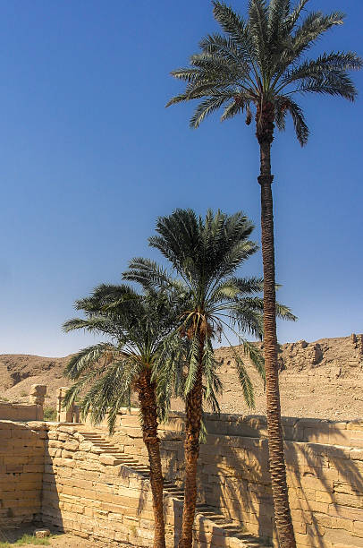 istock Palm trees in Cleopatra's pool over blue sky 525027608