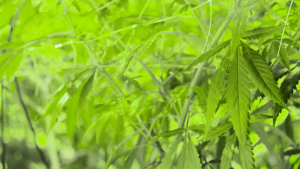 istock Marijuana Plants - Cannabis Indica in a Grow Room 525029826