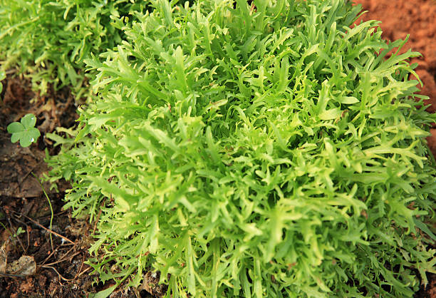 istock Ruccola plants in growth at garden 525030176