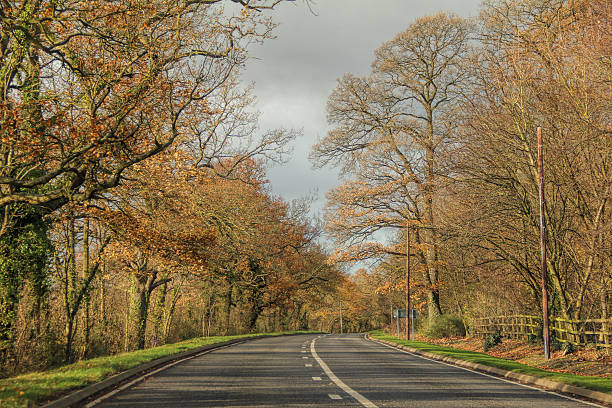 istock Tall trees of fall colors between long road on country 525031338
