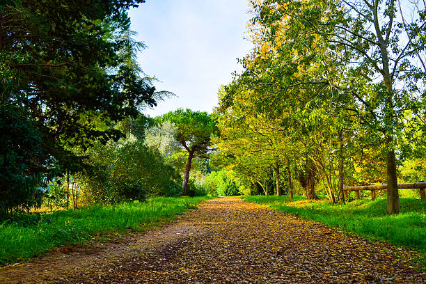 Path in a Vibrant Green Forest stock photo