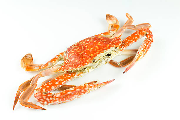 istock Close up of steam crab on white background. 525031736