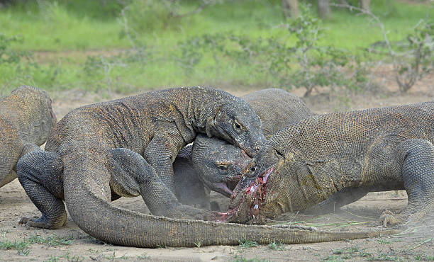 istock The Komodo dragons fight for prey. 525032066