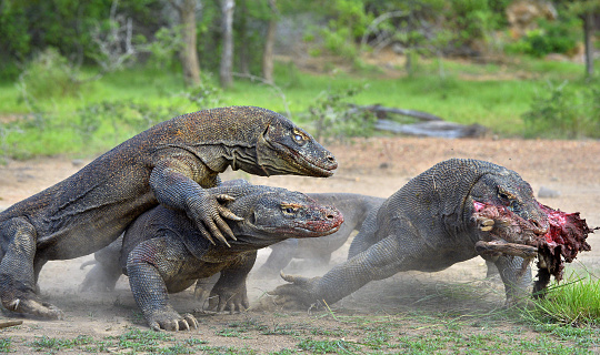 La lucha de rapiña de Dragones de Komodo. photo