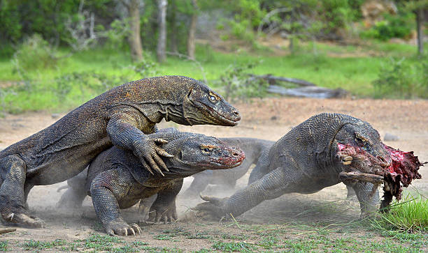 the komodo dragons fight for prey. - komodo ejderi stok fotoğraflar ve resimler