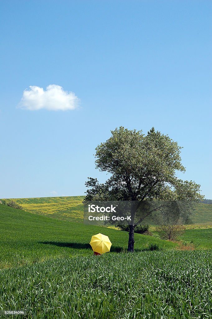 yellow umbrella in the lawn green lawn with tree, person with umbrella and blue sky Agricultural Field Stock Photo