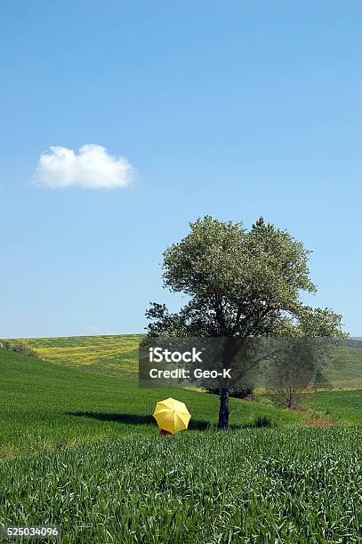 Yellow Umbrella In The Lawn Stock Photo - Download Image Now - Agricultural Field, Cloud - Sky, Day