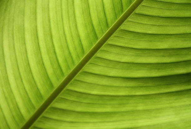 istock Soft focus of green leaf 525035222