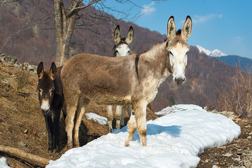 Family of donkeys in the mountains father mother and small