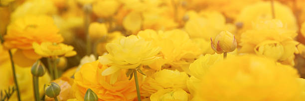 istock dreamy photo with low angle of spring flowers 525036778