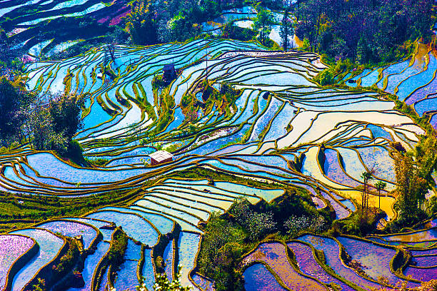 Flooded rice fields in South China Scenery of rice terraces in Yunnan province of China rice terrace stock pictures, royalty-free photos & images