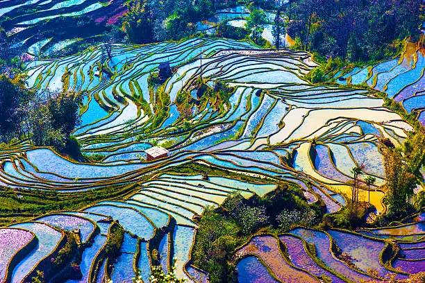 Scenery of rice terraces in Yunnan province of China