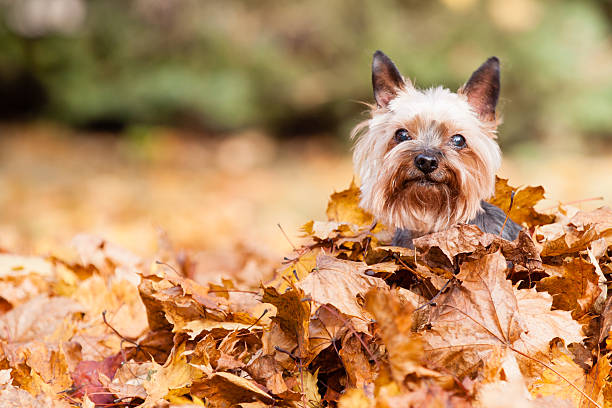 Yorkshire terrier Dog Yorkshire Dog on the autumn leaves yorkshire terrier dog stock pictures, royalty-free photos & images