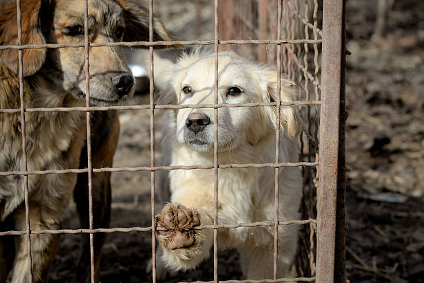istock Dogs in shelter waiting for adoption 525037868