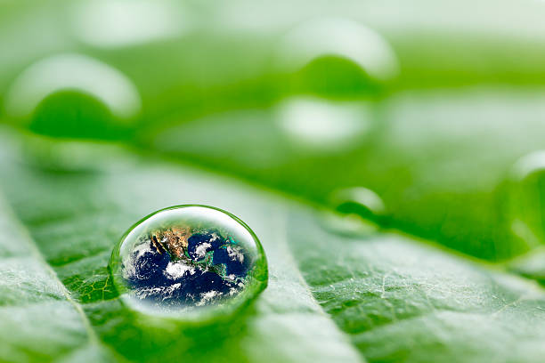 istock leaf with rain drop  - Recovery  earth concept 525037987