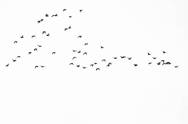 istock Flock of Ducks Silhouetted Against a White Background 525038045