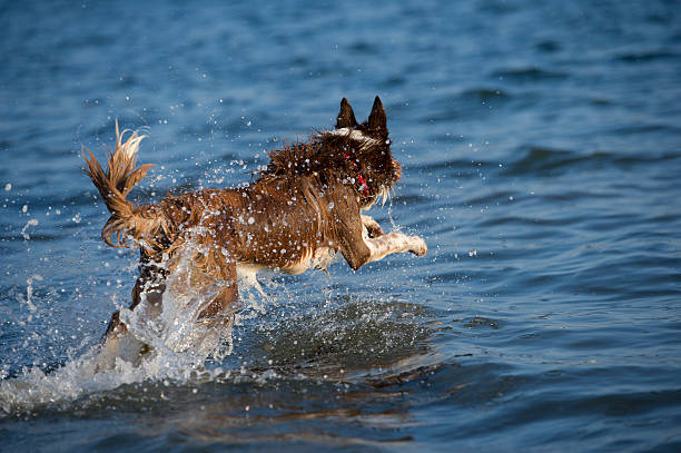 Border collie dog in water stock photo