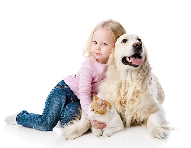 ragazza giocando con gli animali-cane e gatto. - golden retriever friendship white small foto e immagini stock