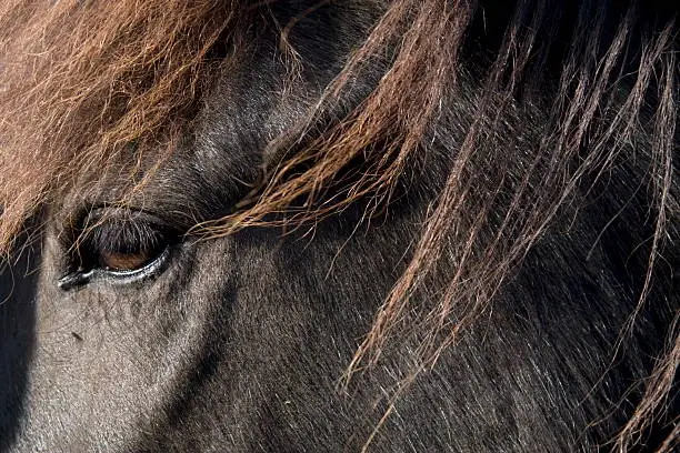 Detail of the head of an Icelandic horse, Iceland