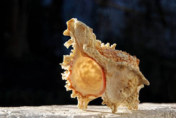 concha de mar en las paredes blancas - remote shell snail isolated fotografías e imágenes de stock