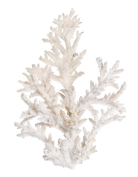 istock large light coral branch isolated on white 525039108