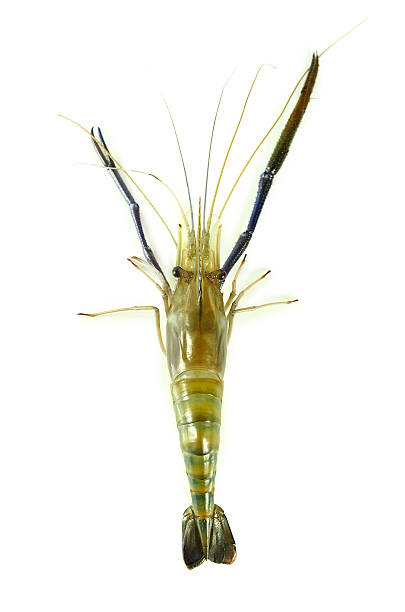 istock shrimps isolated on the white background 525039132