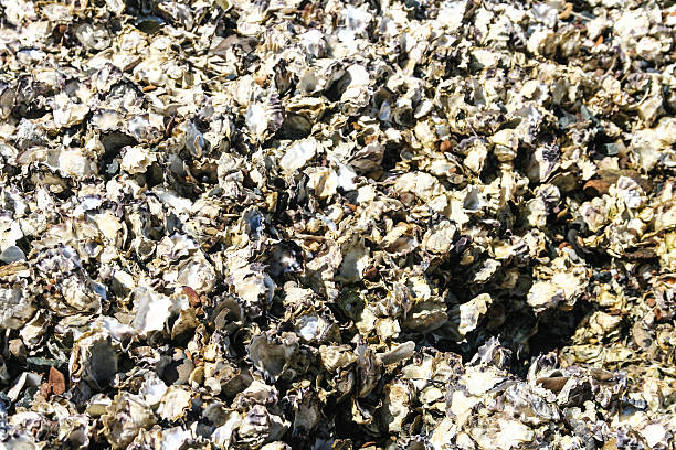 Natural oysters growing on rock. stock photo