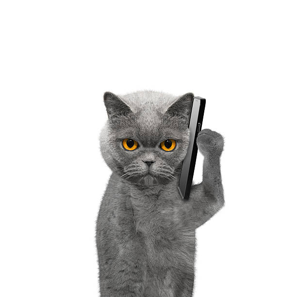 istock cat is talking over the mobile phone 525039472