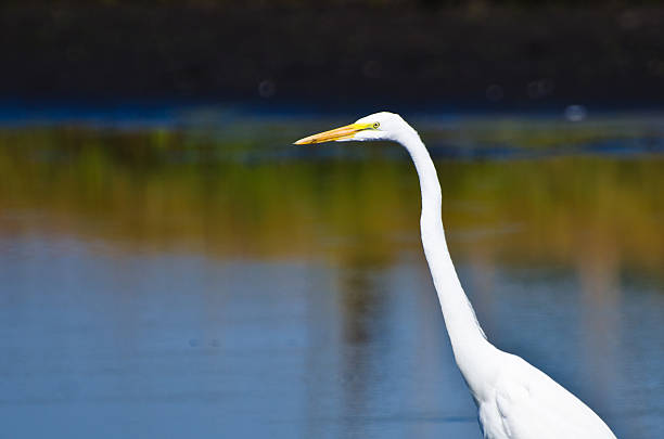 istock Close Up of a Great Egret 525039481