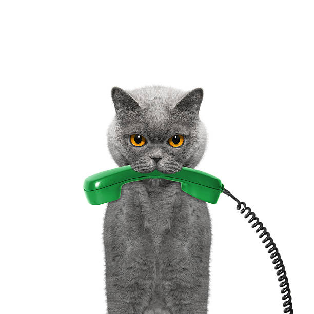 istock cat holds the phone in its mouth 525039486