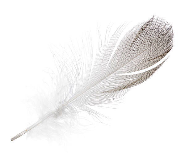 istock striped seagull straight feather isolated on white 525039512