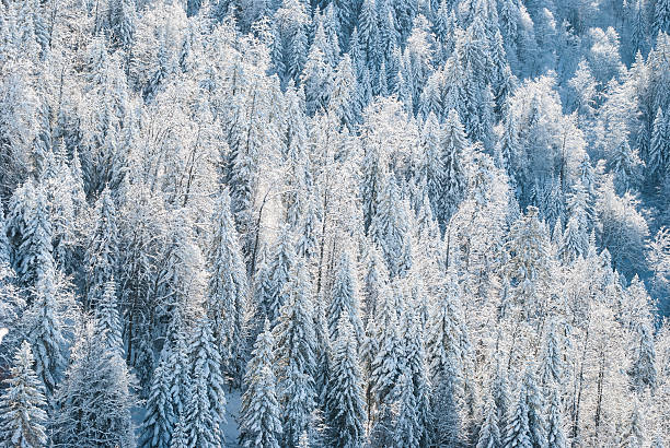 istock Winter Landscape with Snow and Trees 525039711