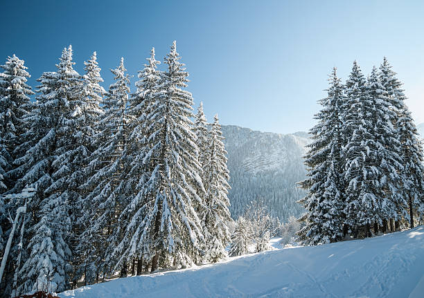 istock Winter Landscape with Snow and Trees 525039713