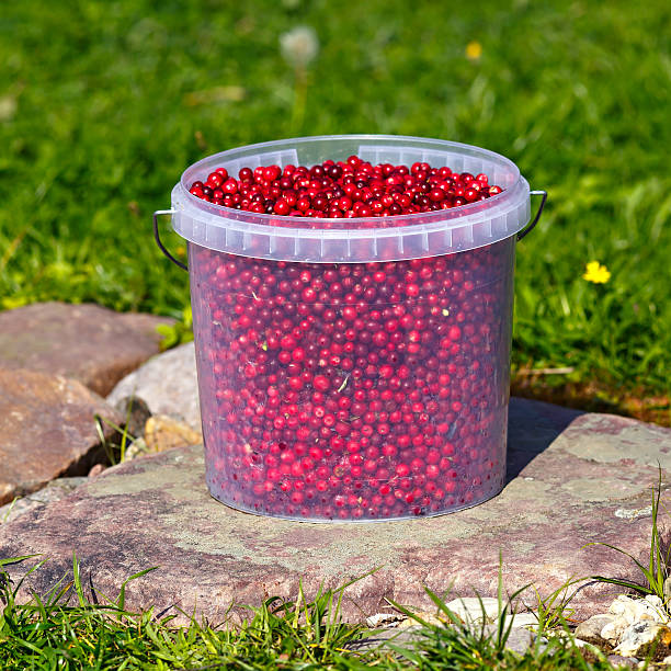 istock Cranberries in a plastic bucket on the green grass 525039731