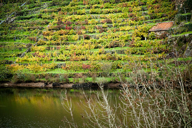 vigneto dal fiume miño banca di ribeira sacra. - fernando lugo foto e immagini stock