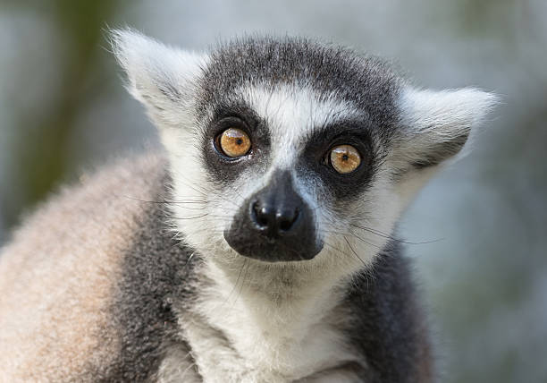 Portrait of a ring-tailed lemur (Lemur catta)